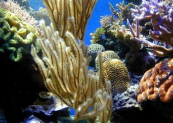 Berbakti Kepada Orang Tua (bag. 9), “Fatwa-Fatwa Penting Seputar Berbakti Kepada Orang Tua”