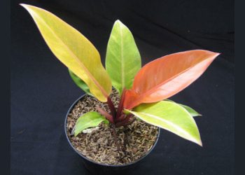 Tipu Muslihat Abu Salafy (bag 5), “Perkataan Abu Salafi : Abu Sufyan Kafir Bahkan Gembong Orang-orang Kafir??!!”