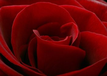 Suami Sejati ( bag 4) “Akhlak Rasulullah shallallahu ‘alaihi wa sallam Terhadap Istri-Istri Beliau” (bag 2)