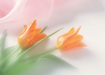 Suami Sejati ( bag 7) Wasiat untuk Memperhatikan Para Wanita