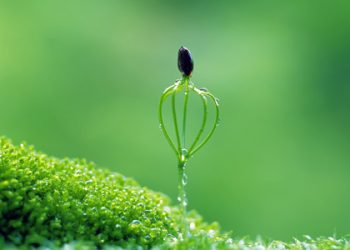 Ternyata Mencium Anak-Anak Mendatangkan Rahmat Allah !!