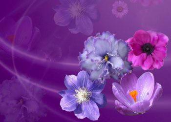 Nikahilah Aku Tapi Dengan Syarat Tidak Berpoligami!!