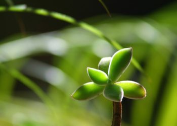 Suami Sejati ( bag 11)