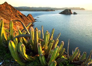 Imam As-Syafii, Imam An-Nawawi dan Imam Ibnu Hajr al-Haitamiy pengikut WAHABI?