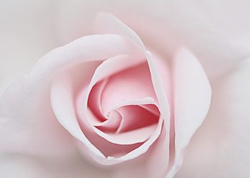 HANYA UNTUK PARA ISTRI  (Karakteristik Istri Sholihah)