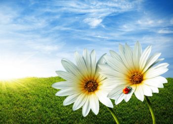 sebelum nasi menjadi bubur