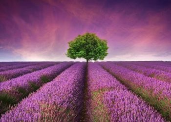 BERSIKAP ADIL SAAT BERSELISIH