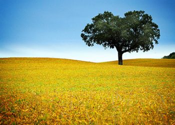 Sirah Nabi 13 – Persusuan Nabi ﷺ