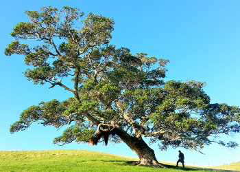 Tabarruk Menyembah Pohon dan Batu