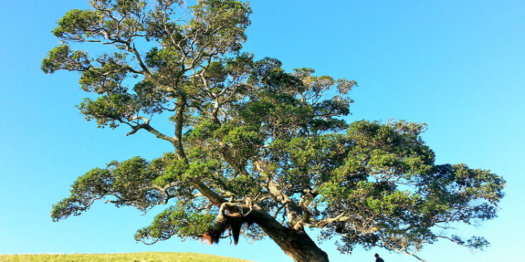 Tabarruk Menyembah Pohon dan Batu