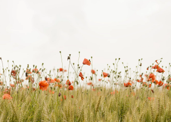Mengapa Nabi sangat mencintai Khadijah