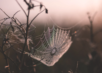 Sepuluh Sebab Penggugur Dosa