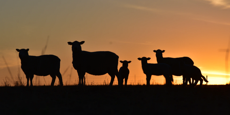 menyembelih hewan kurban