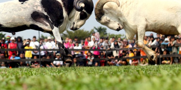 Bahaya Namimah (Adu Domba)